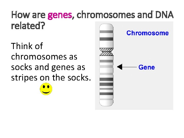 How are genes, chromosomes and DNA related? Think of chromosomes as socks and genes