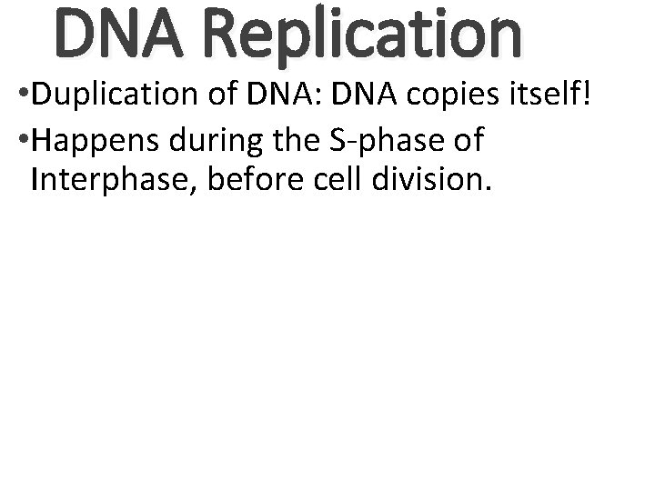 DNA Replication • Duplication of DNA: DNA copies itself! • Happens during the S-phase