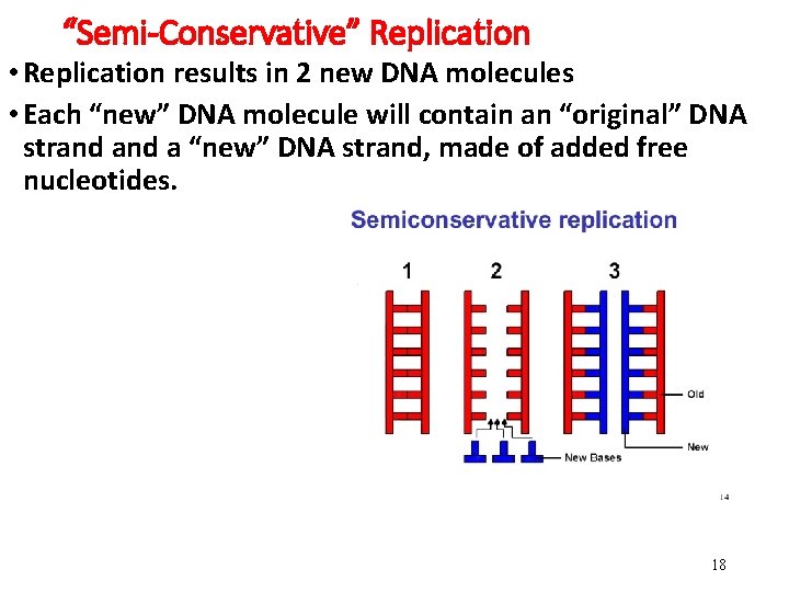 “Semi-Conservative” Replication • Replication results in 2 new DNA molecules • Each “new” DNA