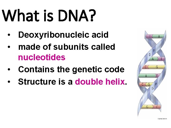 What is DNA? • Deoxyribonucleic acid • made of subunits called nucleotides • Contains