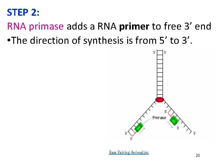 STEP 2: RNA primase adds a RNA primer to free 3’ end • The