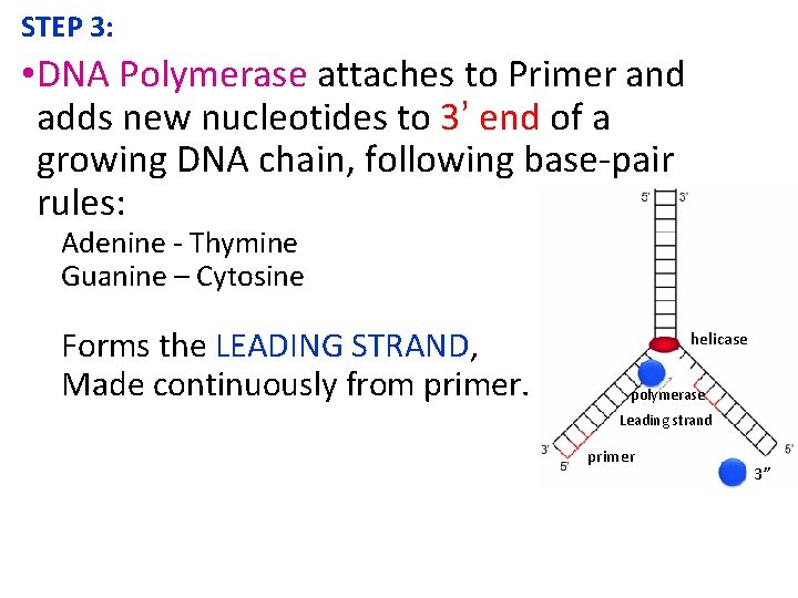 STEP 3: • DNA Polymerase attaches to Primer and adds new nucleotides to 3’