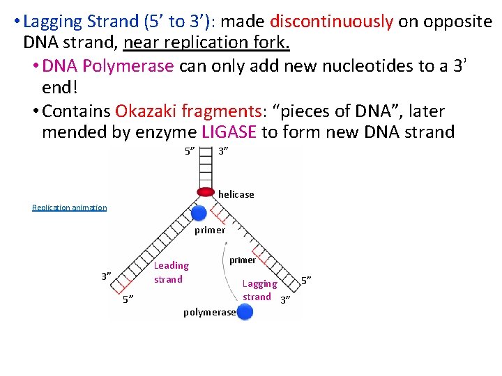  • Lagging Strand (5’ to 3’): made discontinuously on opposite DNA strand, near