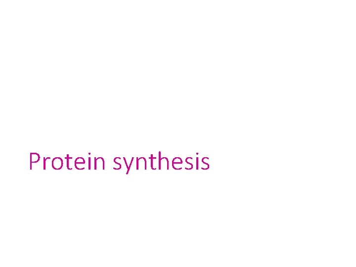 Protein synthesis 