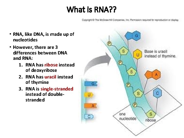 What is RNA? ? • RNA, like DNA, is made up of nucleotides •