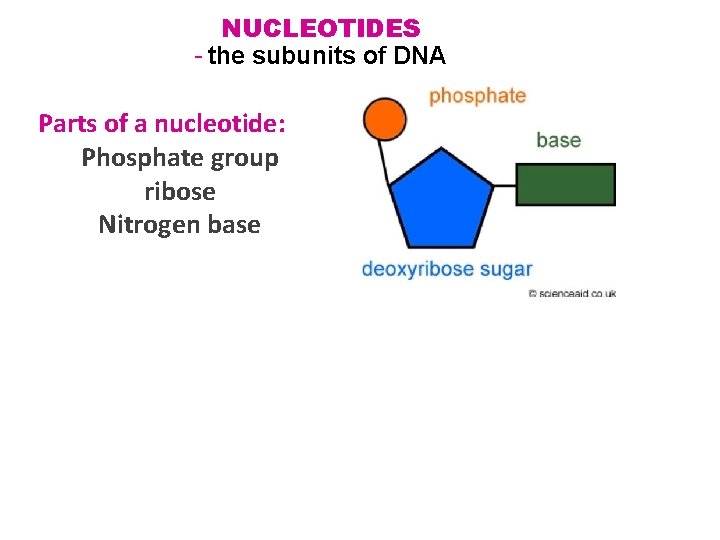 NUCLEOTIDES - the subunits of DNA Parts of a nucleotide: Phosphate group ribose Nitrogen