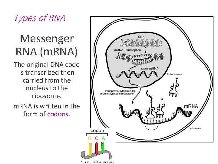 Types of RNA Messenger RNA (m. RNA) The original DNA code is transcribed then