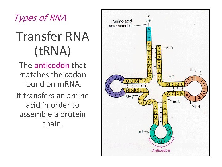 Types of RNA Transfer RNA (t. RNA) The anticodon that matches the codon found