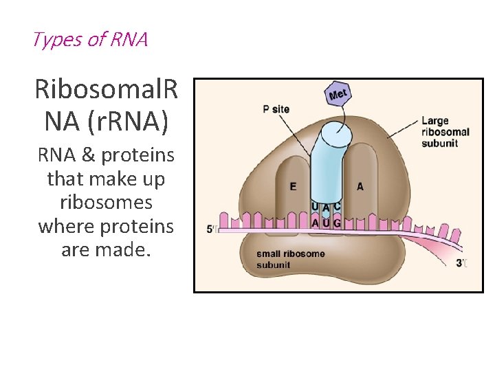 Types of RNA Ribosomal. R NA (r. RNA) RNA & proteins that make up
