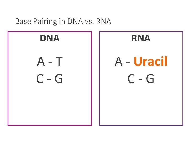 Base Pairing in DNA vs. RNA DNA RNA A-T C-G A - Uracil C-G