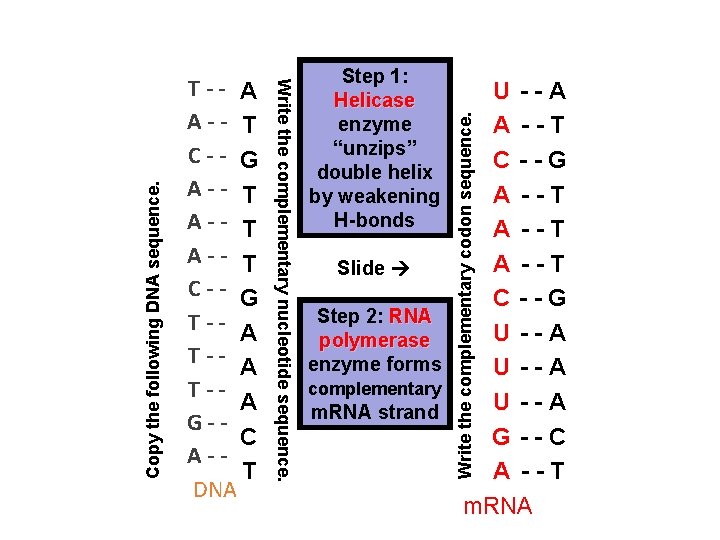 Step 1: Helicase enzyme “unzips” double helix by weakening H-bonds U --A A --T