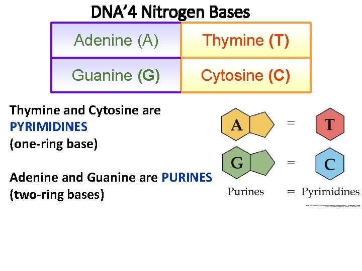 DNA’ 4 Nitrogen Bases Adenine (A) Thymine (T) Guanine (G) Cytosine (C) Thymine and