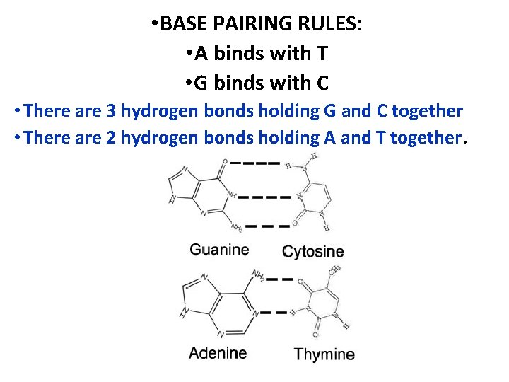  • BASE PAIRING RULES: • A binds with T • G binds with