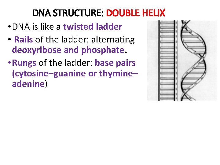 DNA STRUCTURE: DOUBLE HELIX • DNA is like a twisted ladder • Rails of