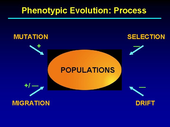 Phenotypic Evolution: Process MUTATION + SELECTION — POPULATIONS +/ — MIGRATION — DRIFT 
