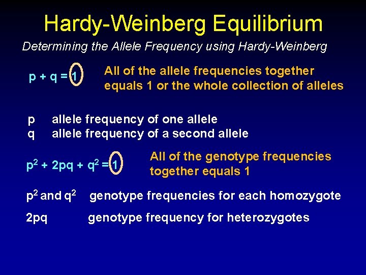 Hardy-Weinberg Equilibrium Determining the Allele Frequency using Hardy-Weinberg p+q=1 p q p 2 All