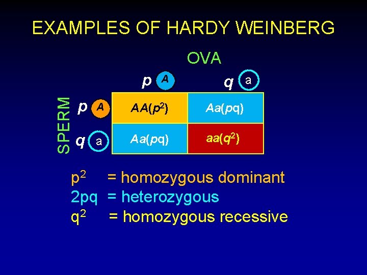 EXAMPLES OF HARDY WEINBERG OVA SPERM p p q A AA(p 2) Aa(pq) aa(q