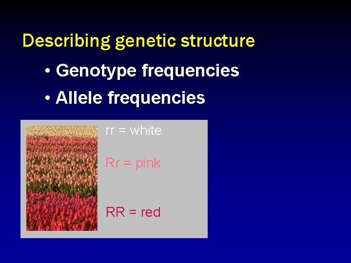 Describing genetic structure • Genotype frequencies • Allele frequencies rr = white Rr =