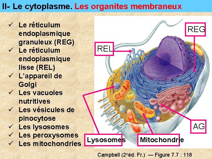 II- Le cytoplasme. Les organites membraneux ü Le réticulum endoplasmique granuleux (REG) REL ü II- Le cytoplasme. Les organites membraneux ü Le réticulum endoplasmique granuleux (REG) REL ü