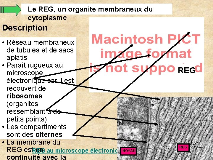 Le REG, un organite membraneux du cytoplasme Description • Réseau membraneux de tubules et Le REG, un organite membraneux du cytoplasme Description • Réseau membraneux de tubules et