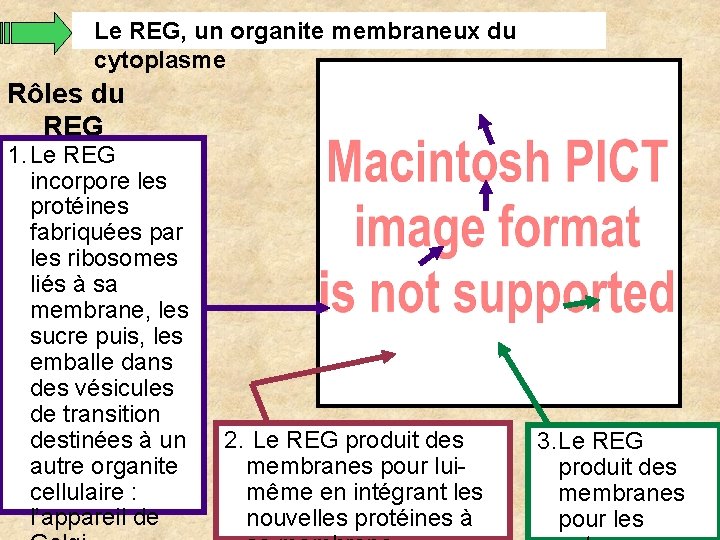 Le REG, un organite membraneux du cytoplasme Rôles du REG 1. Le REG incorpore Le REG, un organite membraneux du cytoplasme Rôles du REG 1. Le REG incorpore
