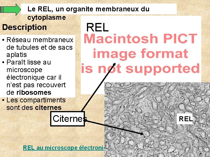 Le REL, un organite membraneux du cytoplasme REL Description • Réseau membraneux de tubules Le REL, un organite membraneux du cytoplasme REL Description • Réseau membraneux de tubules