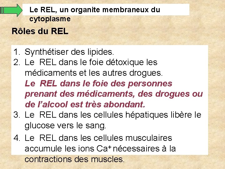 Le REL, un organite membraneux du cytoplasme Rôles du REL 1. Synthétiser des lipides. Le REL, un organite membraneux du cytoplasme Rôles du REL 1. Synthétiser des lipides.