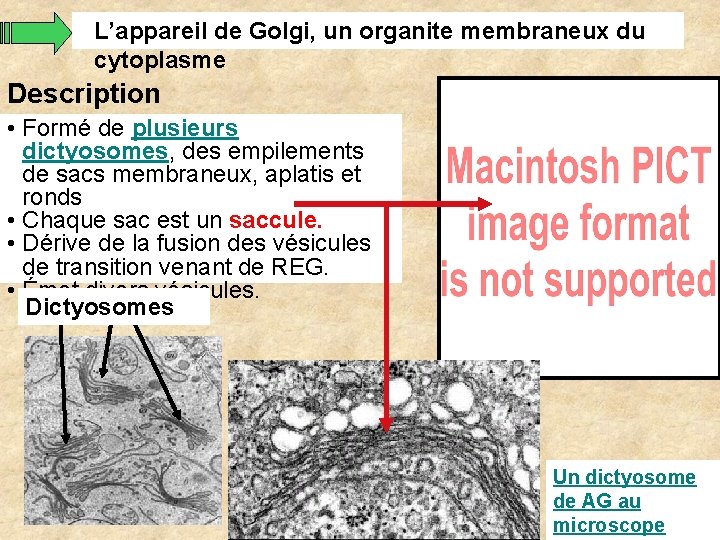 L’appareil de Golgi, un organite membraneux du cytoplasme Description • Formé de plusieurs dictyosomes, L’appareil de Golgi, un organite membraneux du cytoplasme Description • Formé de plusieurs dictyosomes,