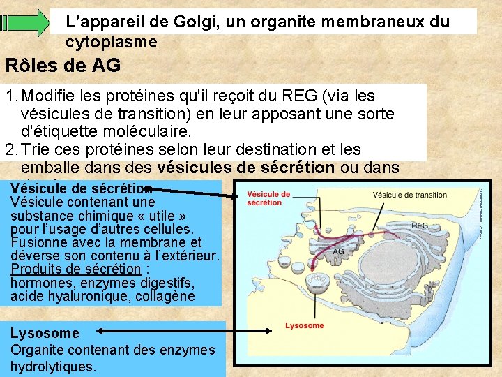 L’appareil de Golgi, un organite membraneux du cytoplasme Rôles de AG 1. Modifie les L’appareil de Golgi, un organite membraneux du cytoplasme Rôles de AG 1. Modifie les