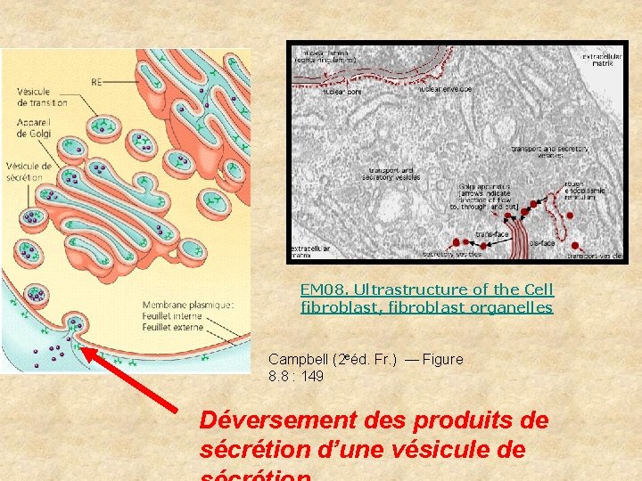 EM 08. Ultrastructure of the Cell fibroblast, fibroblast organelles Campbell (2 eéd. Fr. ) EM 08. Ultrastructure of the Cell fibroblast, fibroblast organelles Campbell (2 eéd. Fr. )