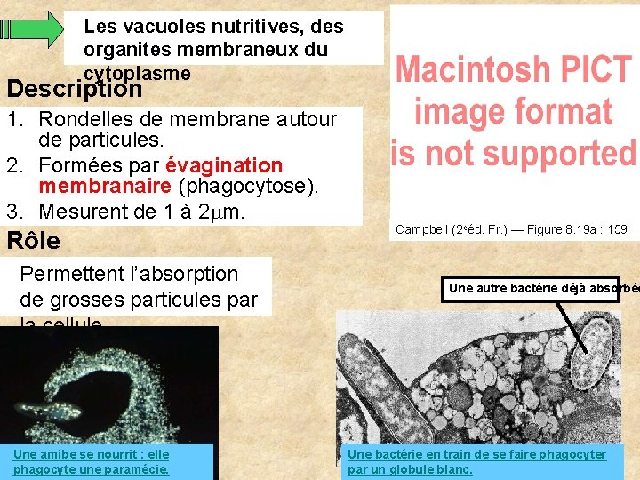 Les vacuoles nutritives, des organites membraneux du cytoplasme Description 1. Rondelles de membrane autour Les vacuoles nutritives, des organites membraneux du cytoplasme Description 1. Rondelles de membrane autour