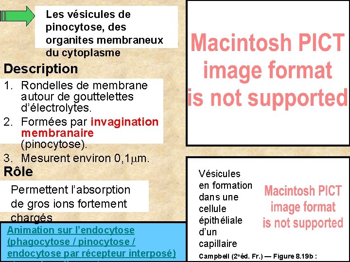 Les vésicules de pinocytose, des organites membraneux du cytoplasme Description 1. Rondelles de membrane Les vésicules de pinocytose, des organites membraneux du cytoplasme Description 1. Rondelles de membrane