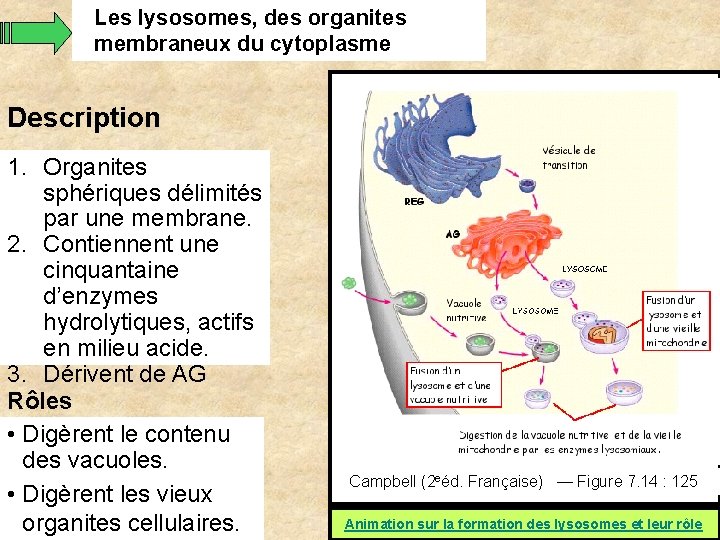 Les lysosomes, des organites membraneux du cytoplasme Description 1. Organites sphériques délimités par une Les lysosomes, des organites membraneux du cytoplasme Description 1. Organites sphériques délimités par une