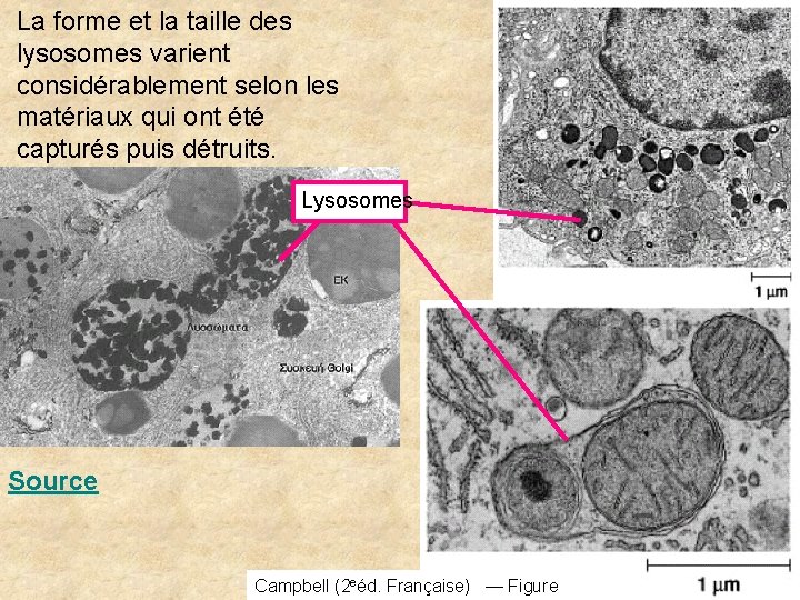 La forme et la taille des lysosomes varient considérablement selon les matériaux qui ont La forme et la taille des lysosomes varient considérablement selon les matériaux qui ont