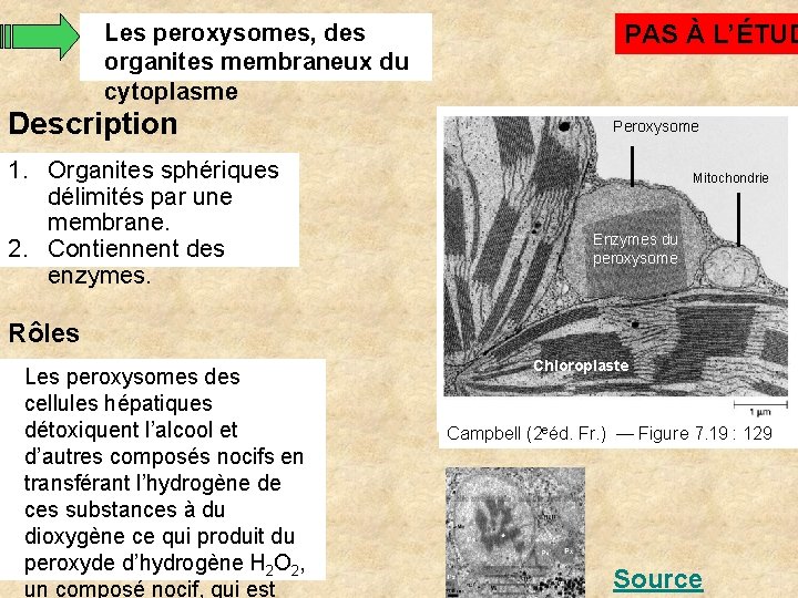 Les peroxysomes, des organites membraneux du cytoplasme Description 1. Organites sphériques délimités par une Les peroxysomes, des organites membraneux du cytoplasme Description 1. Organites sphériques délimités par une