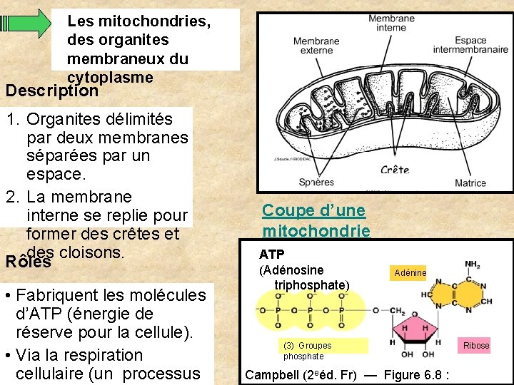 Les mitochondries, des organites membraneux du cytoplasme Description 1. Organites délimités par deux membranes Les mitochondries, des organites membraneux du cytoplasme Description 1. Organites délimités par deux membranes
