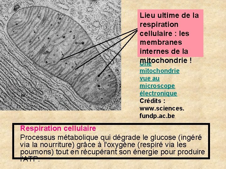 Lieu ultime de la respiration cellulaire : les membranes internes de la mitochondrie ! Lieu ultime de la respiration cellulaire : les membranes internes de la mitochondrie !
