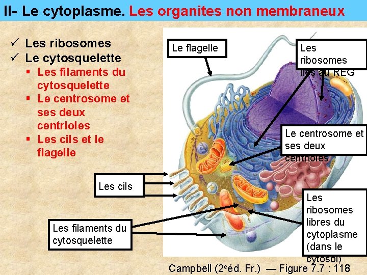 II- Le cytoplasme. Les organites non membraneux ü Les ribosomes ü Le cytosquelette § II- Le cytoplasme. Les organites non membraneux ü Les ribosomes ü Le cytosquelette §