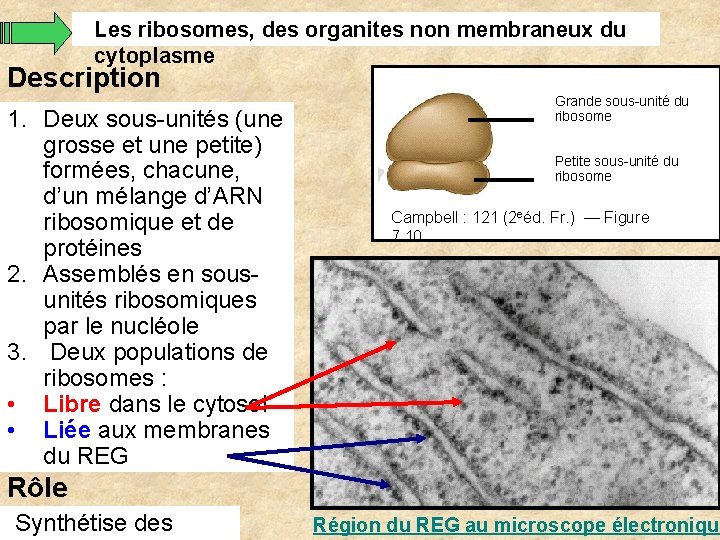 Les ribosomes, des organites non membraneux du cytoplasme Description 1. Deux sous-unités (une grosse Les ribosomes, des organites non membraneux du cytoplasme Description 1. Deux sous-unités (une grosse