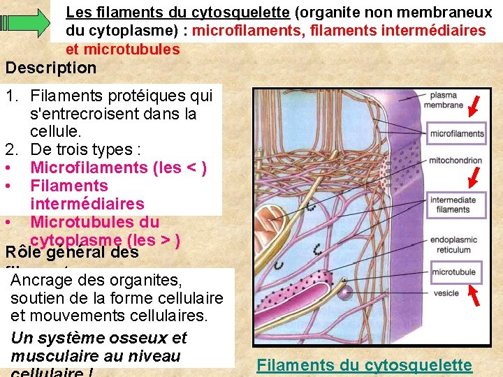 Les filaments du cytosquelette (organite non membraneux du cytoplasme) : microfilaments, filaments intermédiaires et Les filaments du cytosquelette (organite non membraneux du cytoplasme) : microfilaments, filaments intermédiaires et