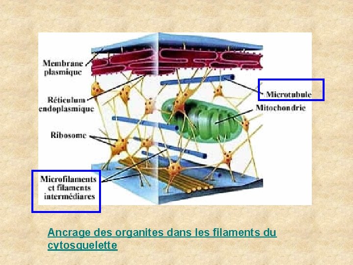 Ancrage des organites dans les filaments du cytosquelette Ancrage des organites dans les filaments du cytosquelette