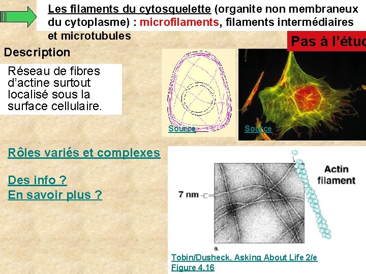 Les filaments du cytosquelette (organite non membraneux du cytoplasme) : microfilaments, filaments intermédiaires et Les filaments du cytosquelette (organite non membraneux du cytoplasme) : microfilaments, filaments intermédiaires et