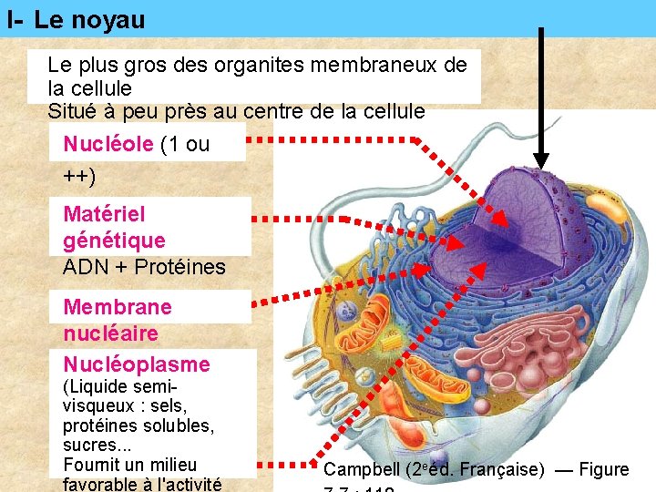 I- Le noyau Le plus gros des organites membraneux de la cellule Situé à I- Le noyau Le plus gros des organites membraneux de la cellule Situé à