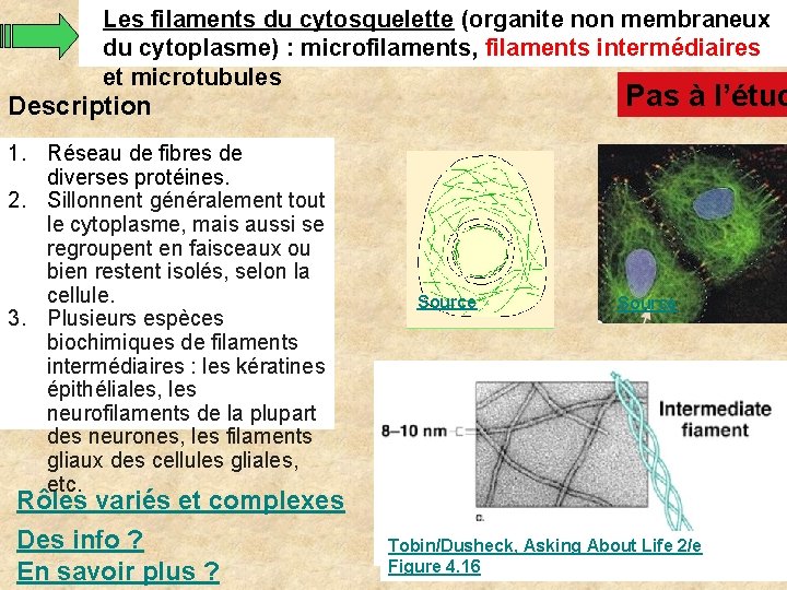 Les filaments du cytosquelette (organite non membraneux du cytoplasme) : microfilaments, filaments intermédiaires et Les filaments du cytosquelette (organite non membraneux du cytoplasme) : microfilaments, filaments intermédiaires et