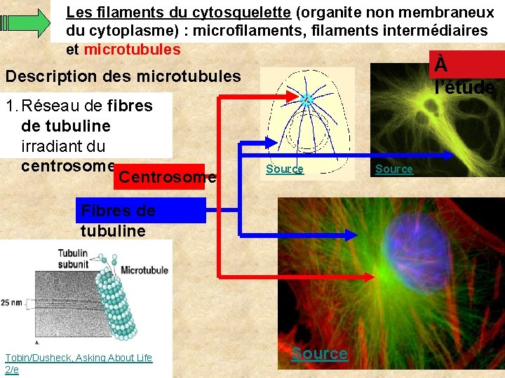 Les filaments du cytosquelette (organite non membraneux du cytoplasme) : microfilaments, filaments intermédiaires et Les filaments du cytosquelette (organite non membraneux du cytoplasme) : microfilaments, filaments intermédiaires et