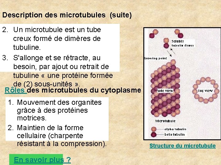 Description des microtubules (suite) 2. Un microtubule est un tube creux formé de dimères Description des microtubules (suite) 2. Un microtubule est un tube creux formé de dimères