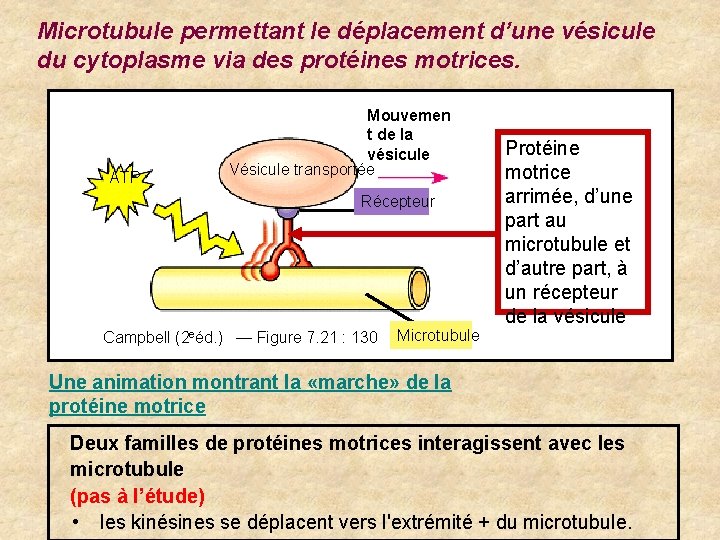 Microtubule permettant le déplacement d’une vésicule du cytoplasme via des protéines motrices. ATP Mouvemen Microtubule permettant le déplacement d’une vésicule du cytoplasme via des protéines motrices. ATP Mouvemen