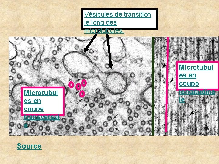 Vésicules de transition le long des microtubules. Microtubul es en coupe transversal e Source Vésicules de transition le long des microtubules. Microtubul es en coupe transversal e Source