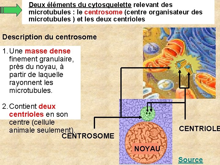 Deux éléments du cytosquelette relevant des microtubules : le centrosome (centre organisateur des microtubules Deux éléments du cytosquelette relevant des microtubules : le centrosome (centre organisateur des microtubules