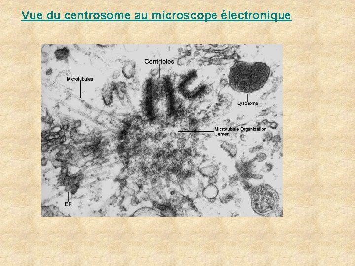 Vue du centrosome au microscope électronique Vue du centrosome au microscope électronique